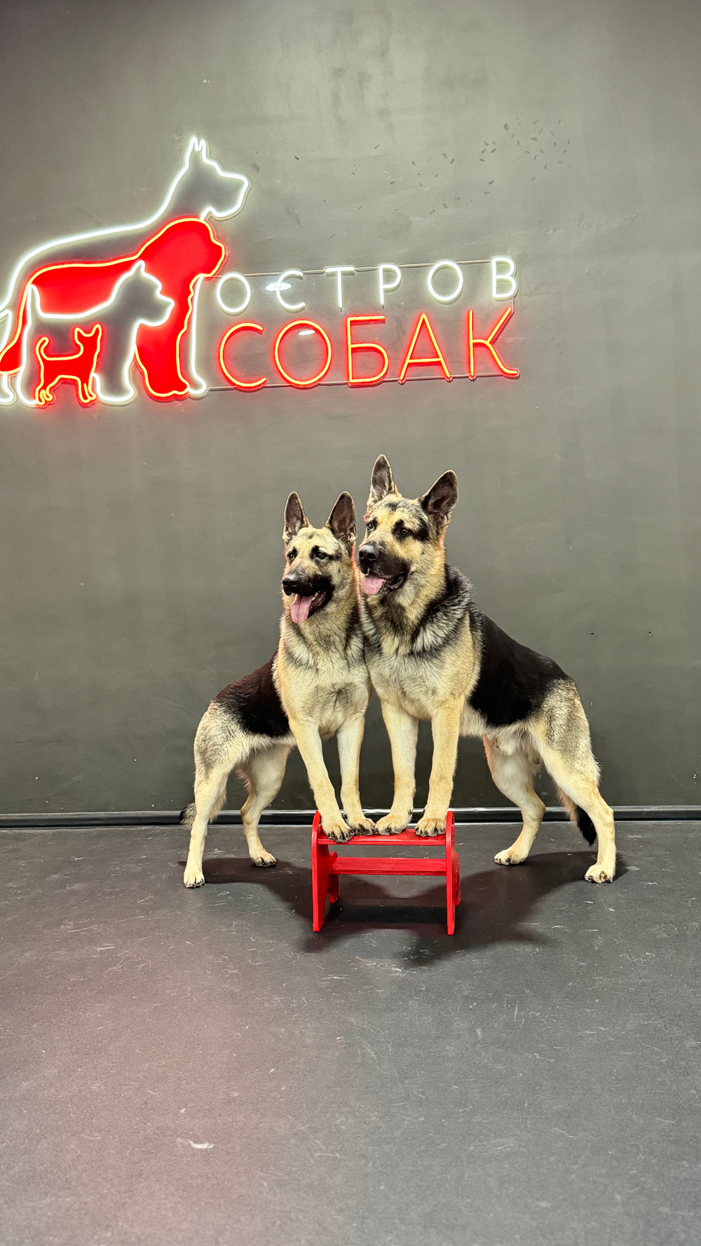 Марафон по дог-фитнесу