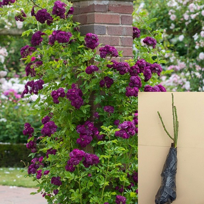 Роза Блю Маджента плетистая