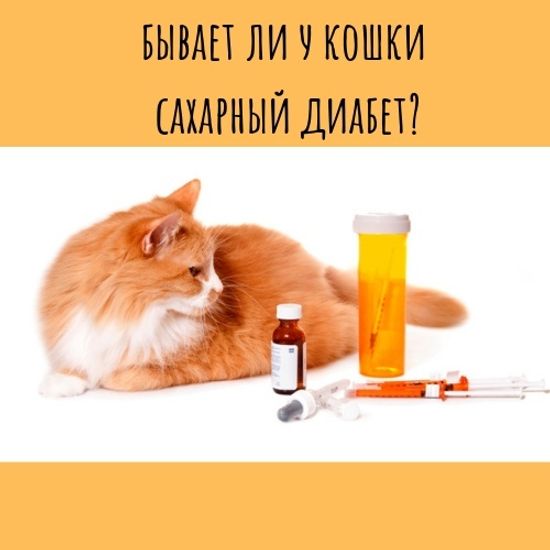 Бывает ли у кошек сахарный диабет?