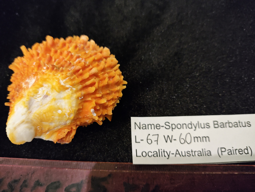 Спондилюс Барбатус 65-70мм