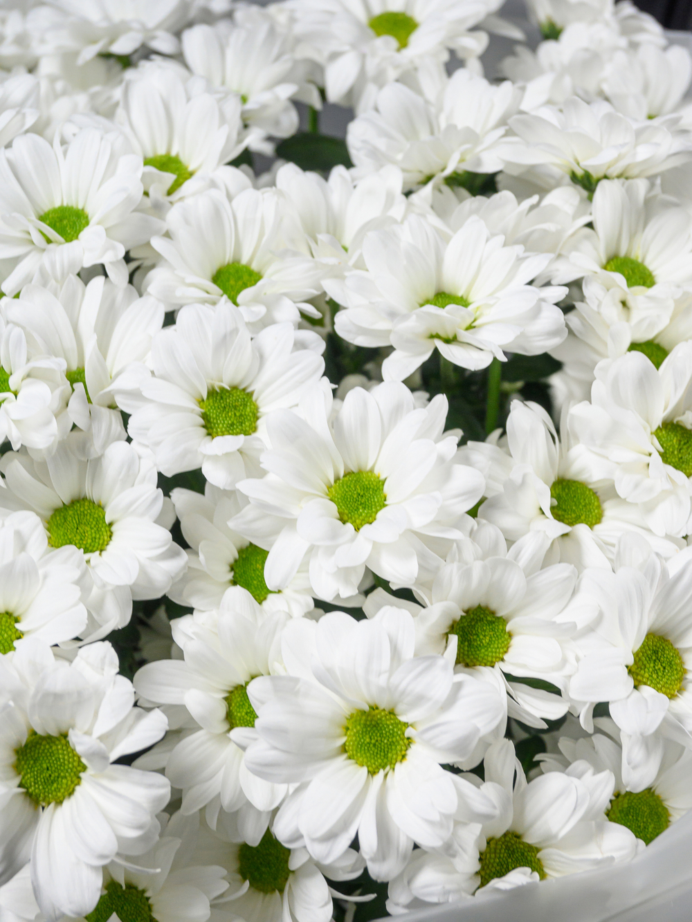 Моно букет из 11 хризантем ромашка