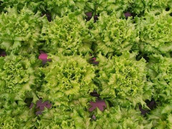 Бассари семена салата (Nunhems / Нюнемс)