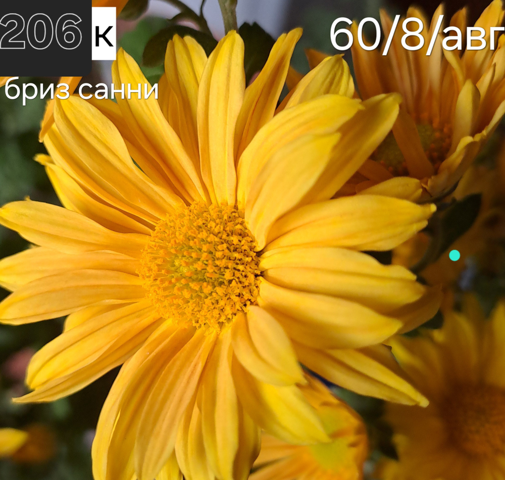 САЖЕНЦЫ ХРИЗАНТЕМЫ КОРЕЙСКАЯ БРИЗ САННИ № 206