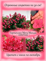Гортензия Мега Минди метельчатая