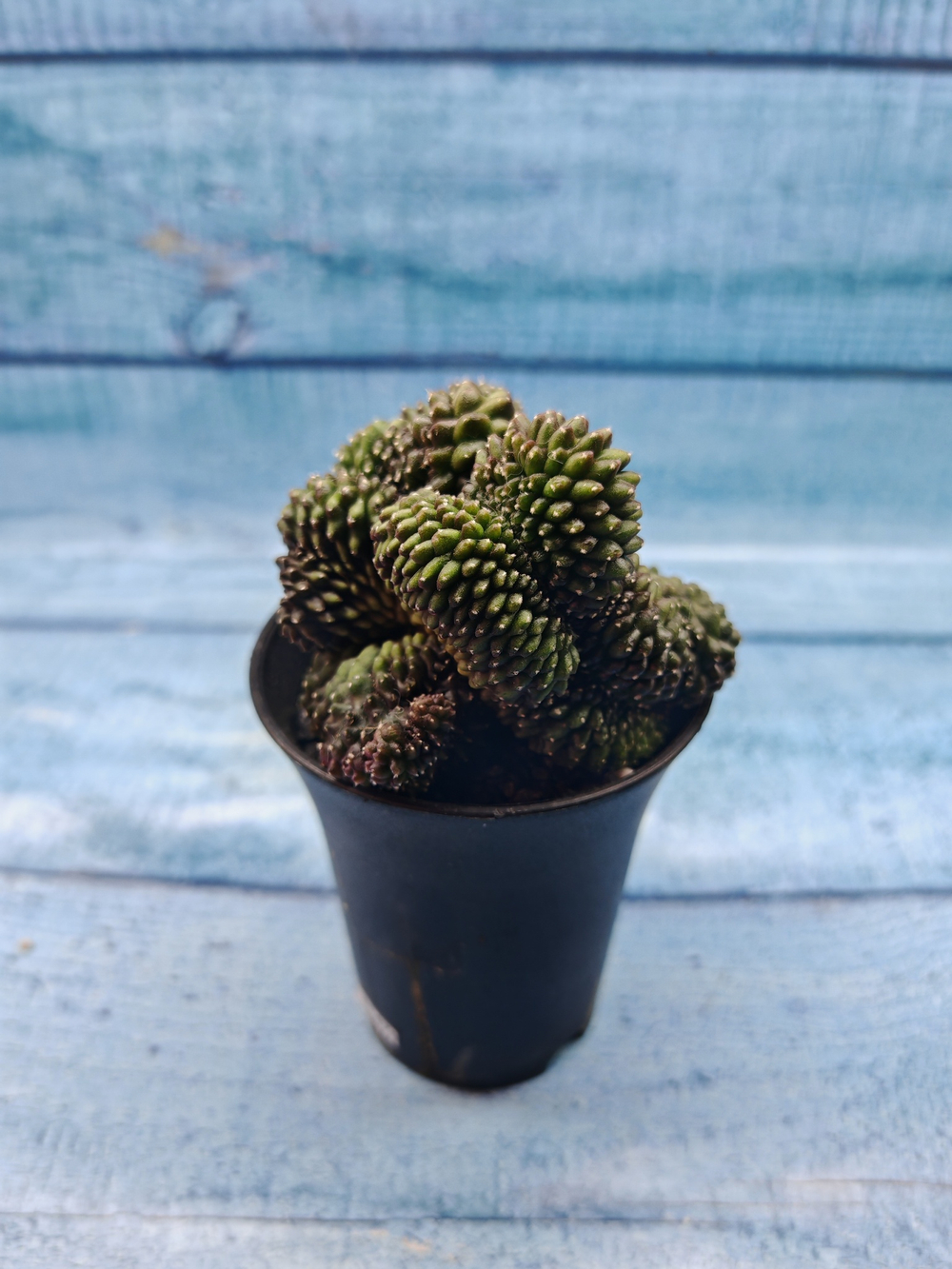 Gymnocalycium Spineless Crested form (Гимнокалициум Кристатный)