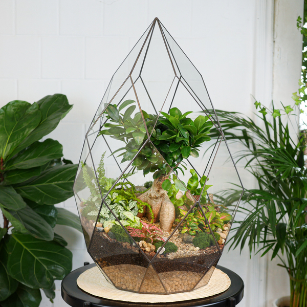 Готовый флорариум бонсай Фикус гинсенг Фаберже