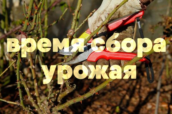 Как определить время сбора урожая?