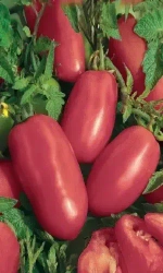 Семена Томат Перцевидный Малиновый (УД) Е/П