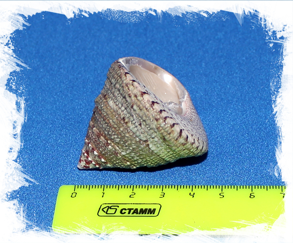 Трохус Макулатус размер