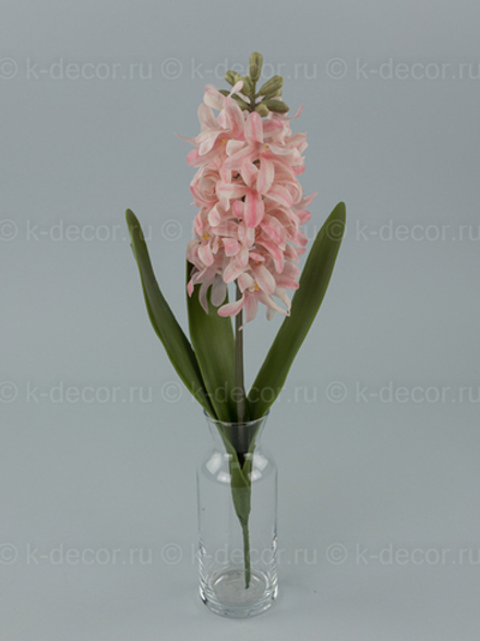 Гиацинт премиум