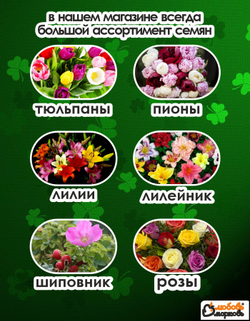 Тюльпан Луковица, Еллоу Помпонетт, 5шт (Любовь Морковь)