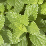 Мелисса (трава)