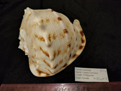 Кассис Корнута 170-295 мм