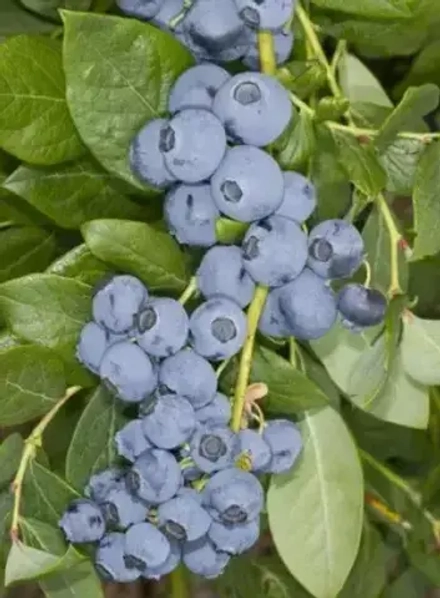 Либерти (LIBERTY) голубика 2 года С1.5-2.0