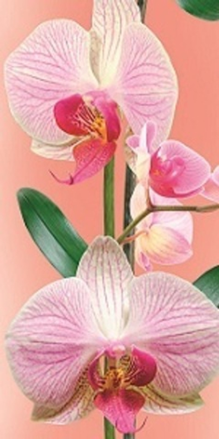 Панель СТАНДАРТ 25_Орхидея персиковая (№441/1)