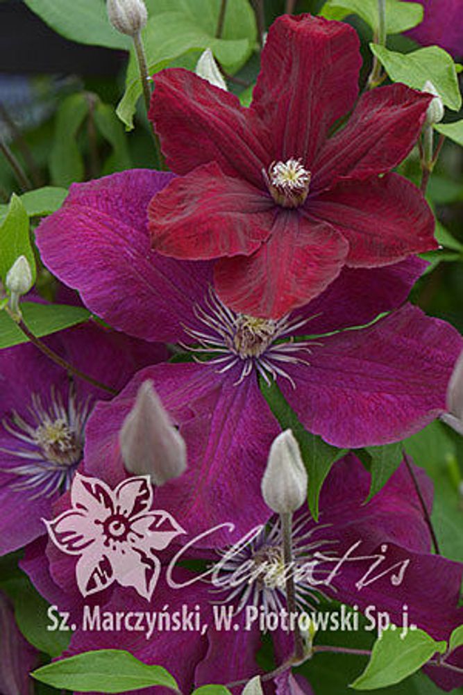 Клематис гибридный Рудж Кардинал Закупка М33 апрель 2026 Клематис гибридный Рудж Кардинал Закупка М33 апрель 2026