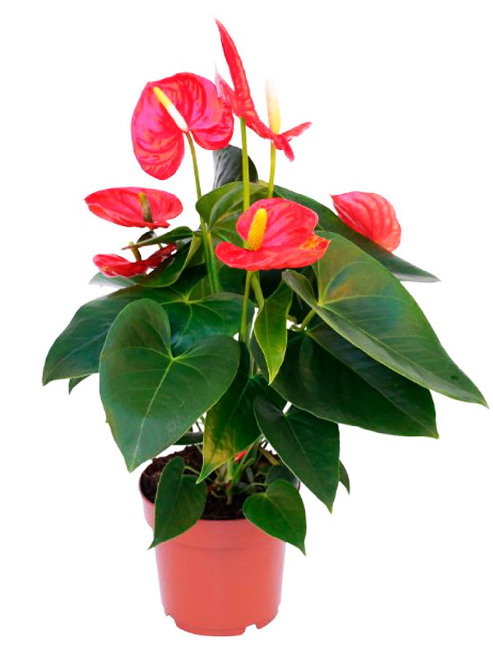 Антуриум valera д.14