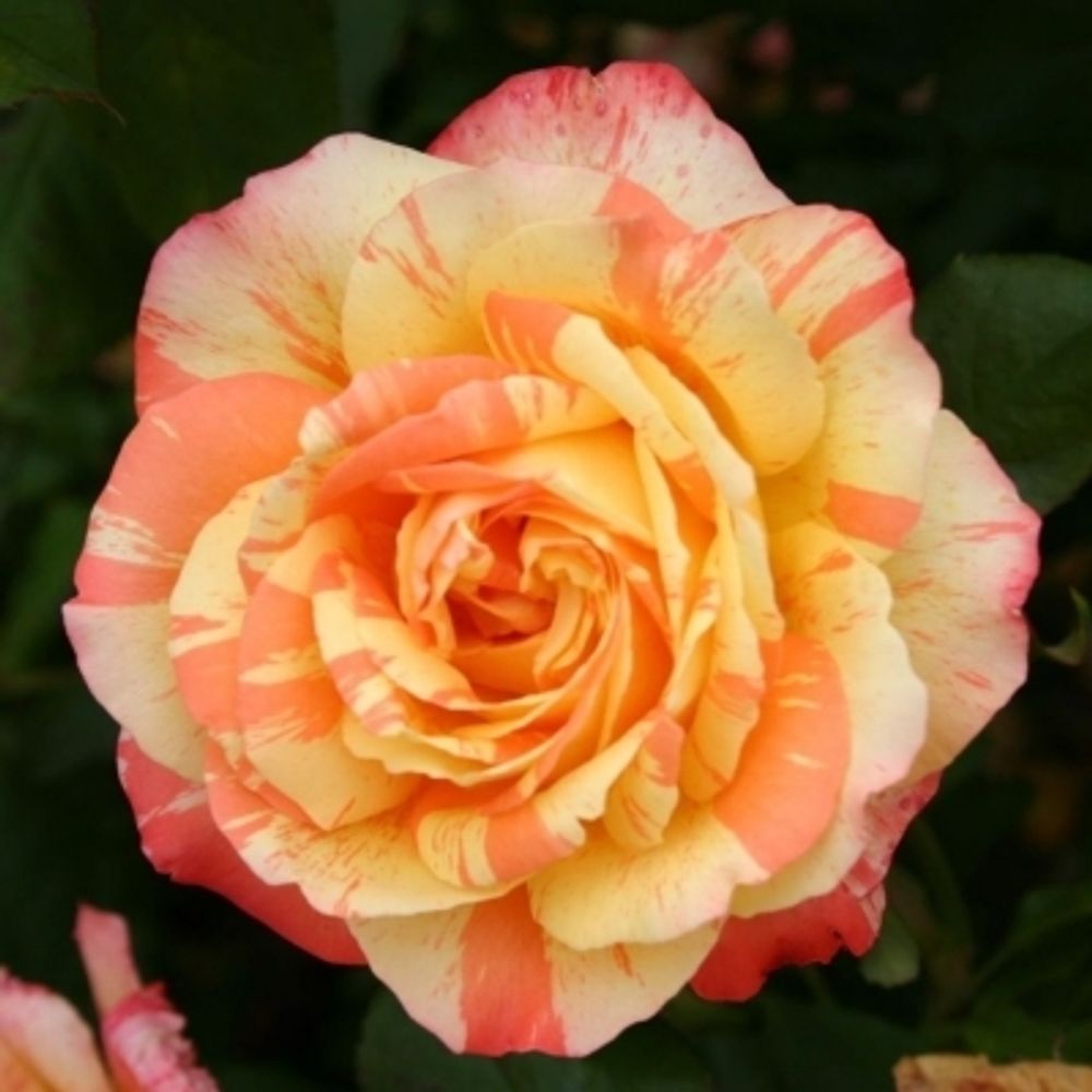 Роза чайно-гибридная Марвелл С4