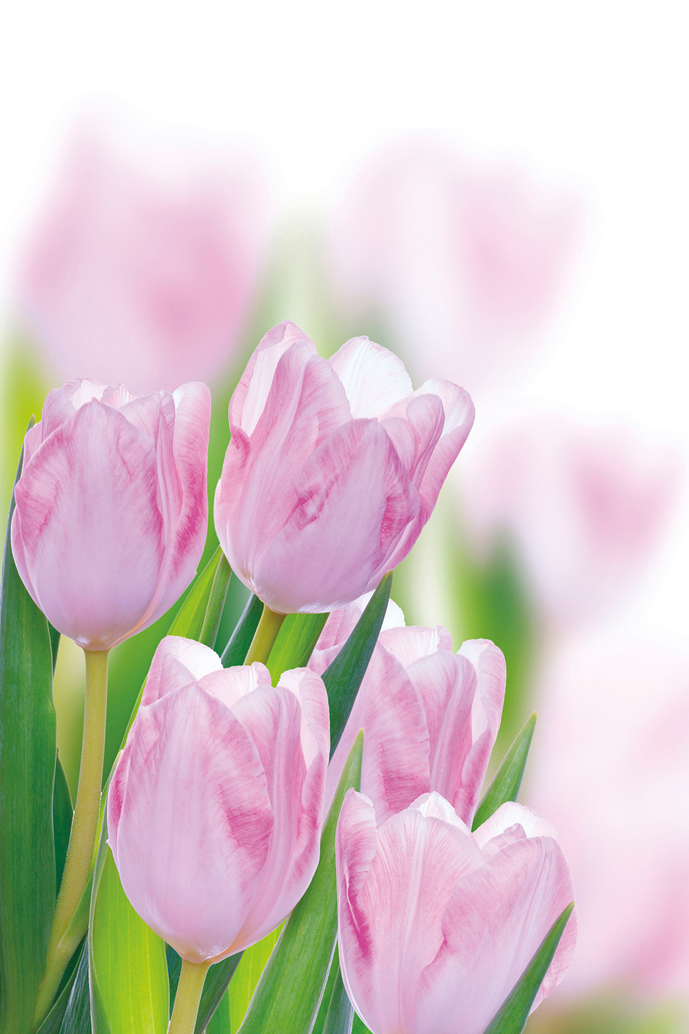 Коллекция Цветы