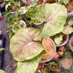 Сингониум GREEN ROOIBOS