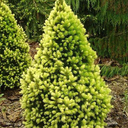 Ель сизая Rainbow's End (Рейнбоуз Энд) 20 см