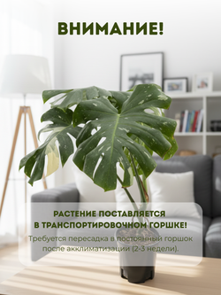 Монстера восхитительная Gold back