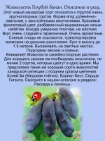 Жимолость Голубой банан сладкая