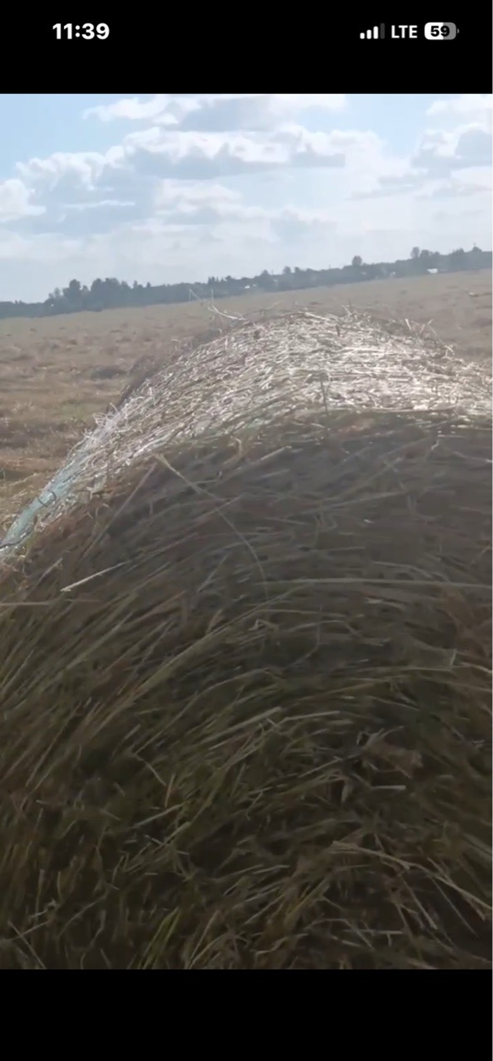 Доставка сена в рулонах от 42 штук.