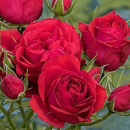 Манора (Manora)