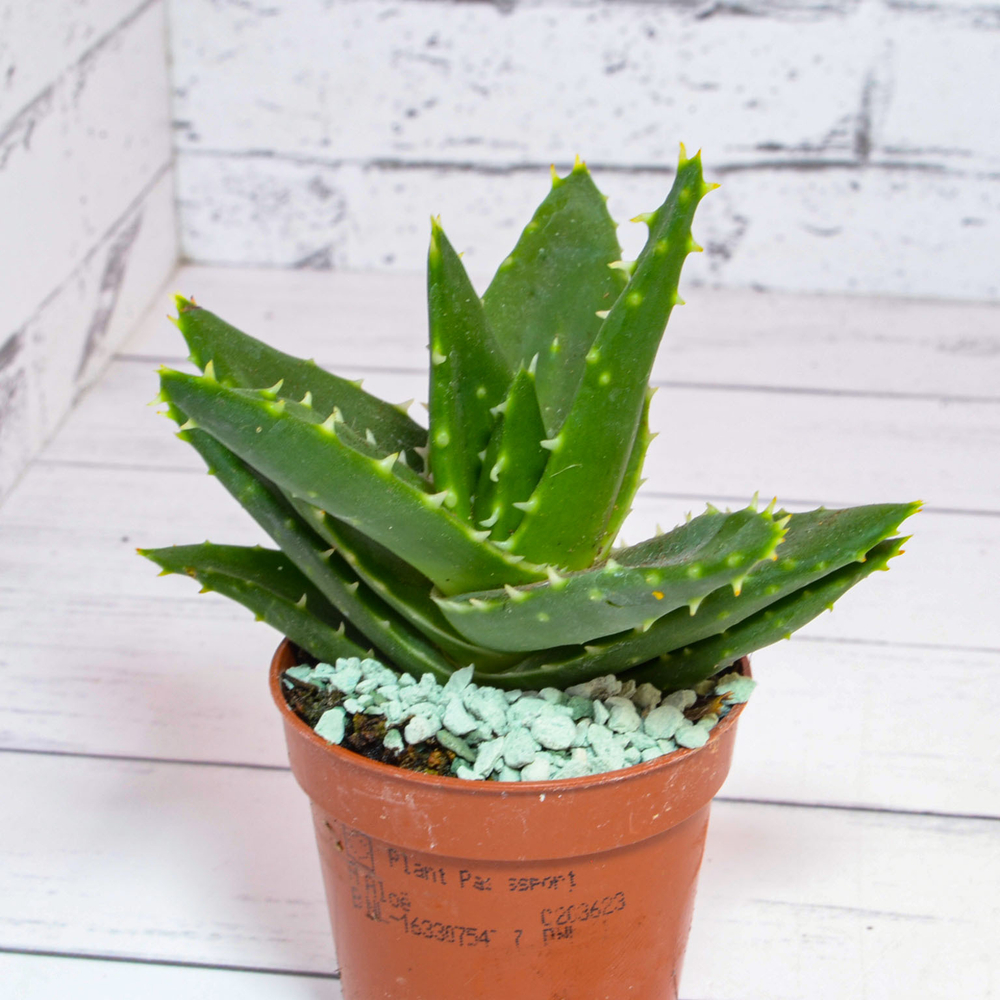 Aloe Brevifolia (Алоэ)