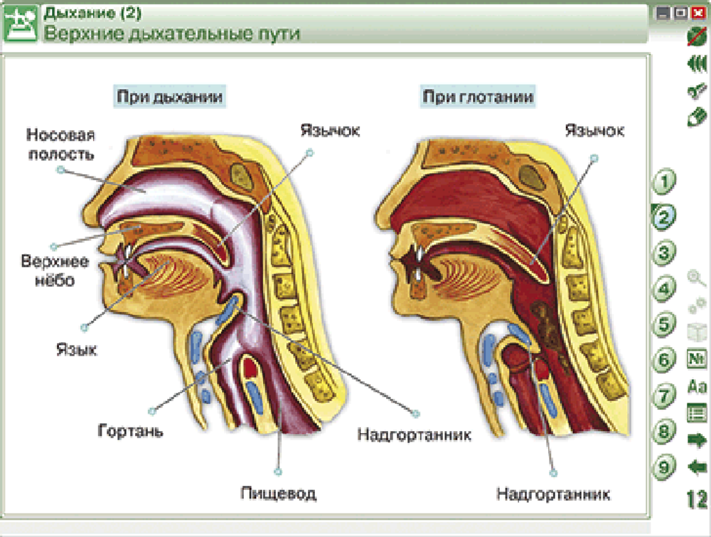 Наглядная биология. 8 - 9 классы. Человек. Строение тела человека