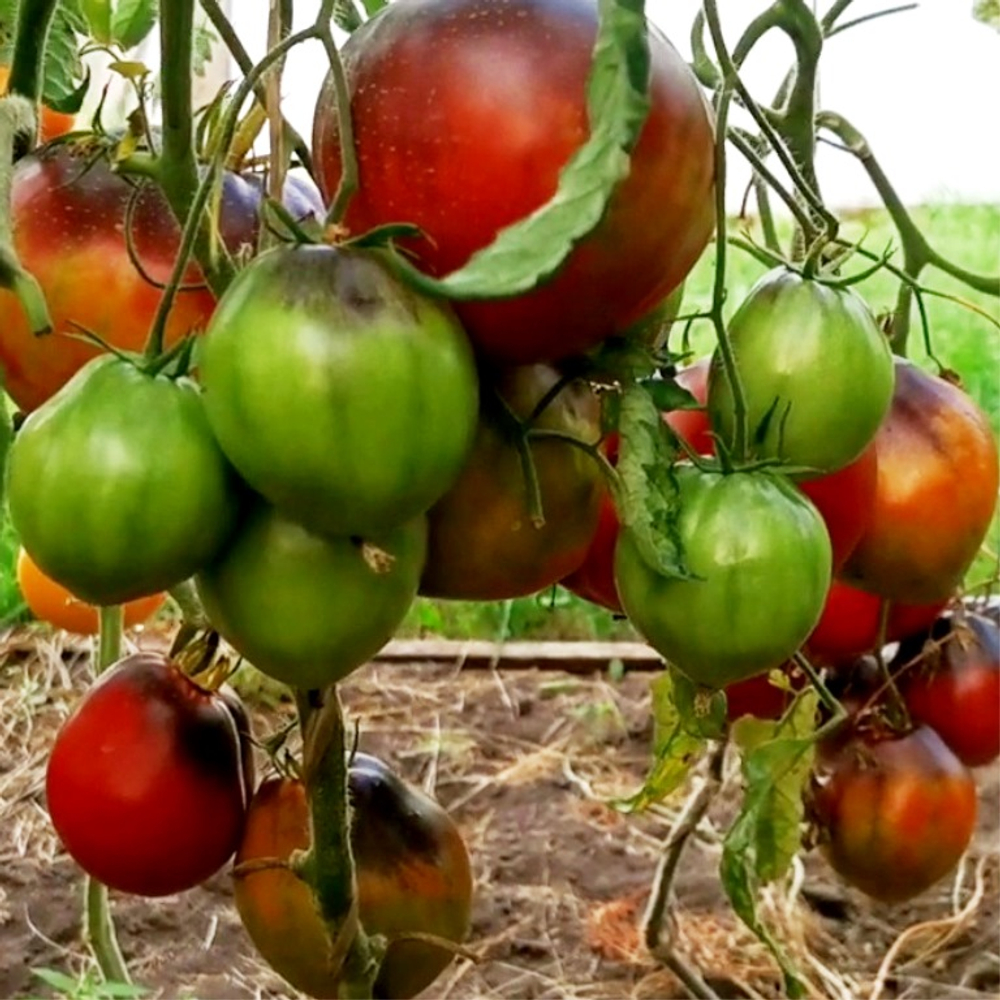 Помидоры - Бронзовое Сердце Сержанта Пеппера