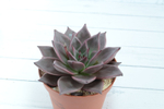 Echeveria Taurus (Эхеверия Таурус) (SCT29328)