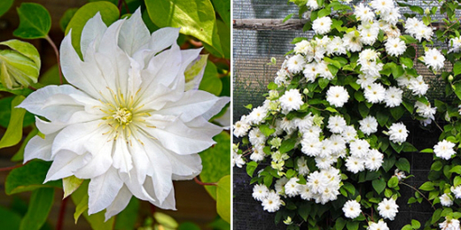 Клематис гибридный Ферст Лав трехлетка наличие