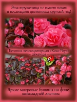 Бегония вечноцветущая Коко Роуз