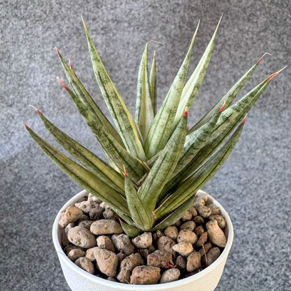 Сансевиерия FRANCISII WHITE VAR