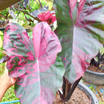 Колоказия SUKSATHIT PINK N2