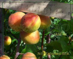 Абрикос № 53 Еремеевой Т.В.