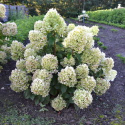 Гортензия метельчатая Гарденлайт Лемонлайт ( Hydrangea paniculata Gardenlight Lemonlight)