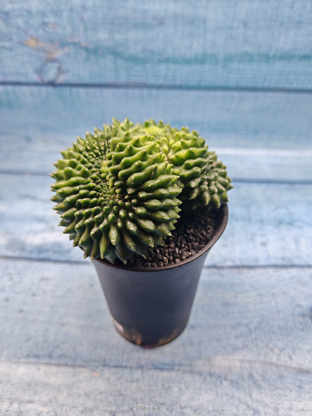 Gymnocalycium Spineless Crested form (Гимнокалициум Кристатный)