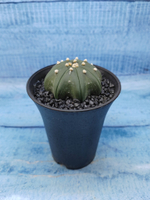 Astrophytum Asterias (Астрофитум)