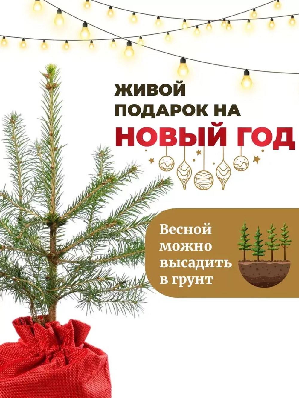 Саженец Ель обыкновенная новогодняя