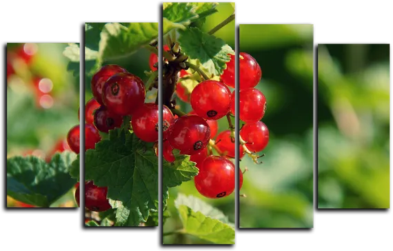 Модульная картина "Спелые ягоды"