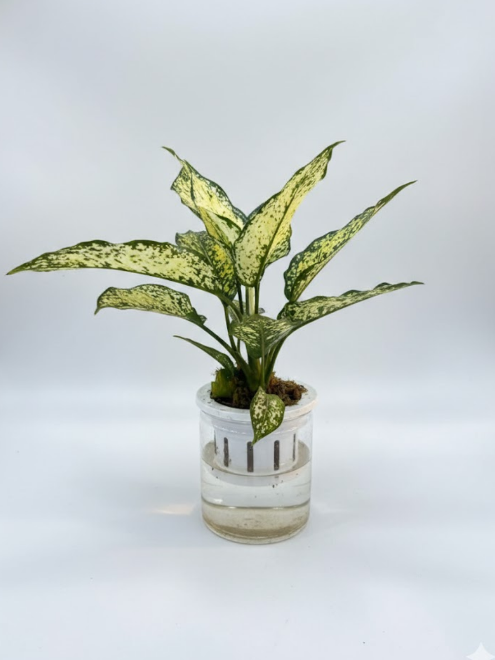 Аглаонема Jadeite д.11 горшок с автополивом