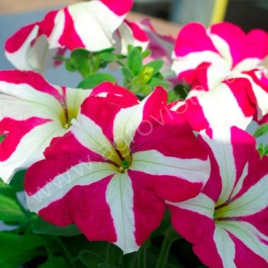 S60191 Петуния кустовая Grandiflora Tango Rose Star 100 шт.
