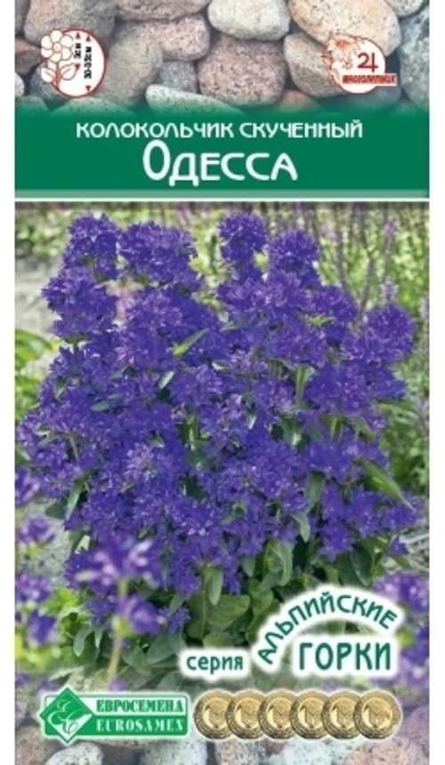 Колокольчик скученный Одесса