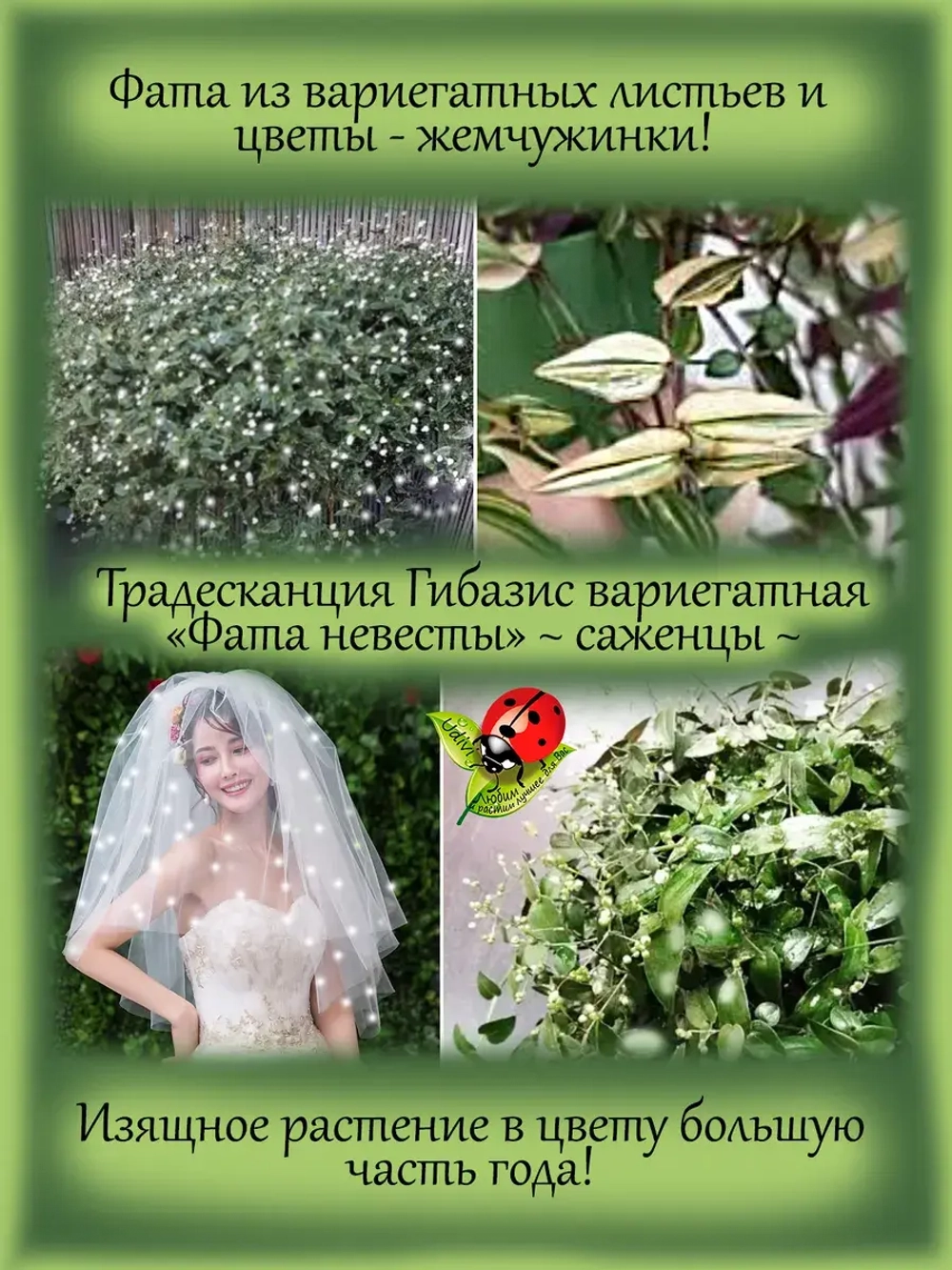 Традесканция Гибазис вариегатная Фата невесты