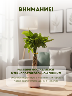 Пахира Five-Branch пять стволов д.