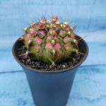Gymnocalycium T-Rex Pink hybride (Гимнокалициум T-rex)