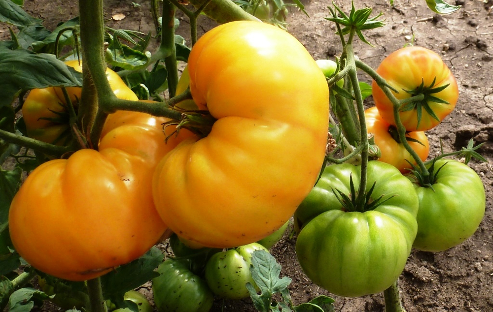 Помидоры Pineapple Вi-color — Двухцветный Ананас